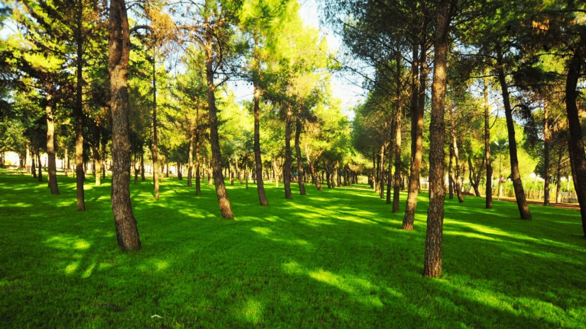 DokumaPark в Анталье: что посмотреть, музеи и развлечения